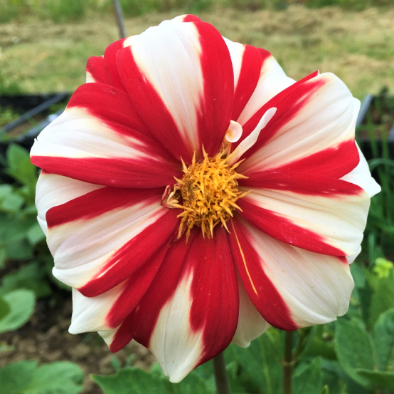 Dahlia Fire And Ice